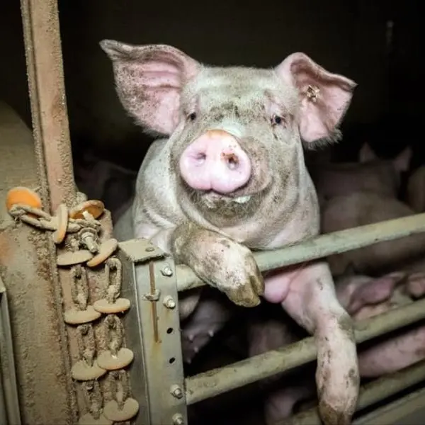 Peste suina in Italia: migliaia di cinghiali e maiali abbattuti. Fermiamo gli allevamenti intensivi!