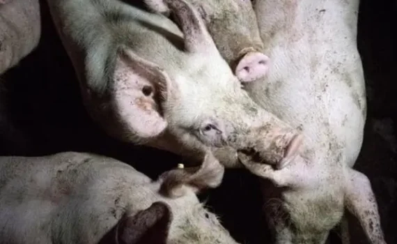 Fermiamo subito le lobby dell'industria della carne!