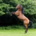 Arabians Horse Show: concorso di morfologia dedicato al cavallo purosangue arabo