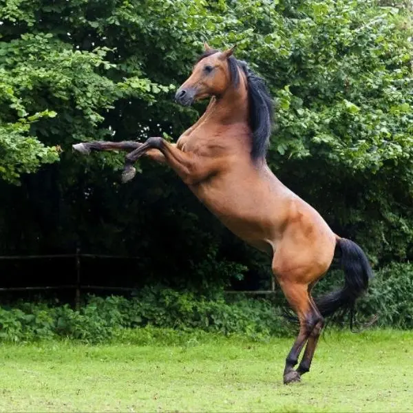 Arabians Horse Show: concorso di morfologia dedicato al cavallo purosangue arabo