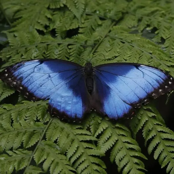 Mostra: "Foresta delle farfalle"