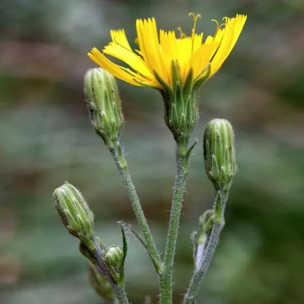 Online l'inventario della flora spontanea italiana