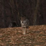 Life Wolf Alps: tre giornate per parlare di lupi e di altri grandi carnivori