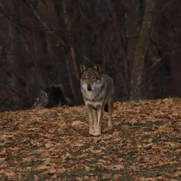 Life Wolf Alps: tre giornate per parlare di lupi e di altri grandi carnivori